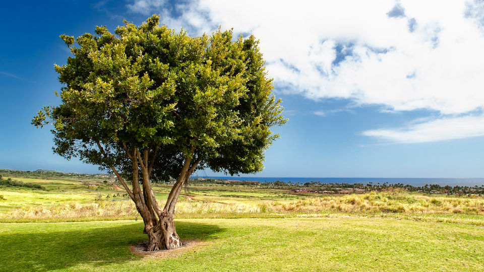 Arbre olivier au milieu du paysage illustrant le RSE